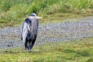 Heron at the Nisqually Wildlife Refuge